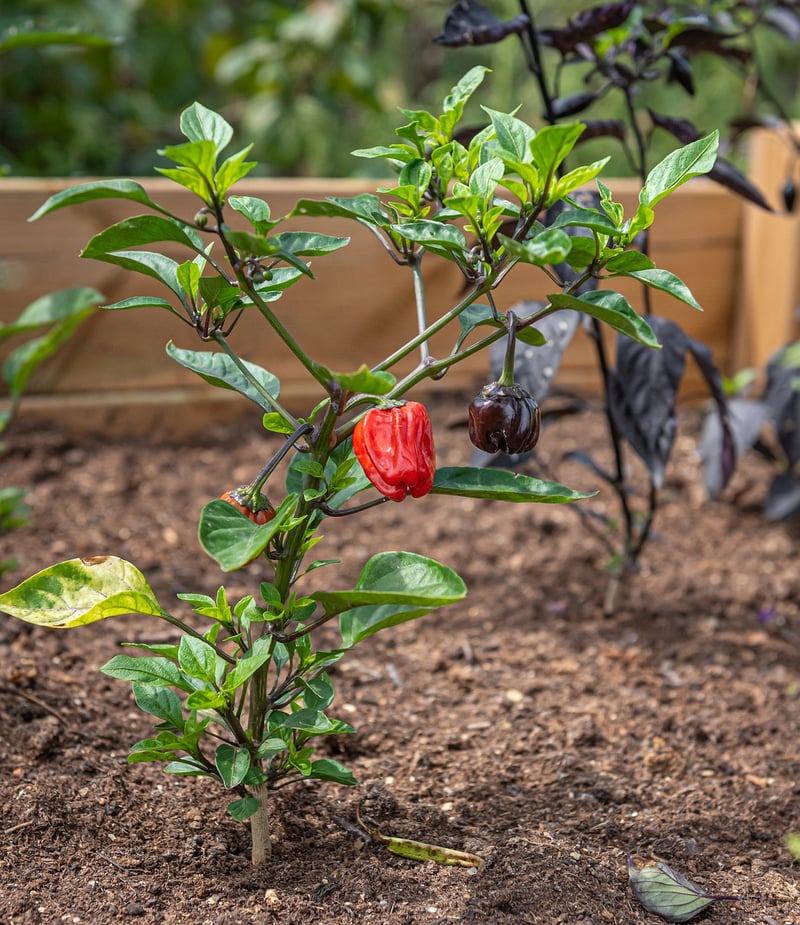 Raised Bed Mix