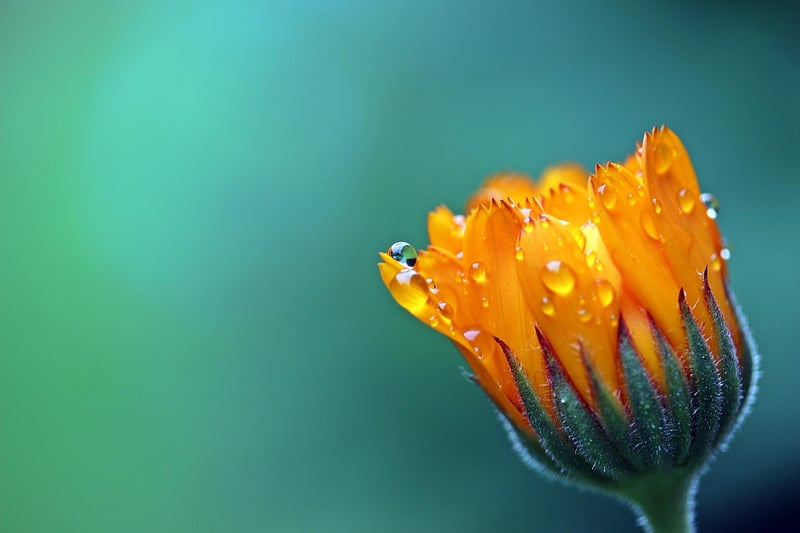 Marigolds in a garden